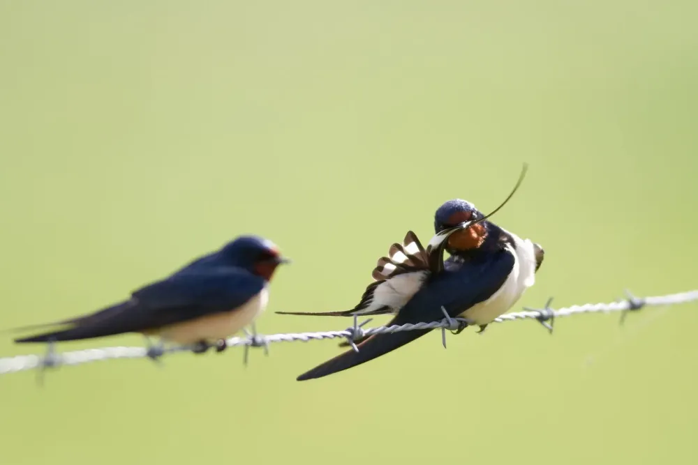 oiseaux accueil