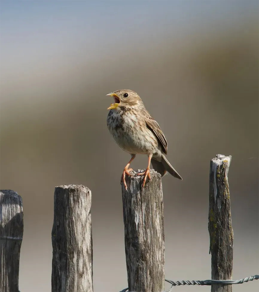 oiseaux activité