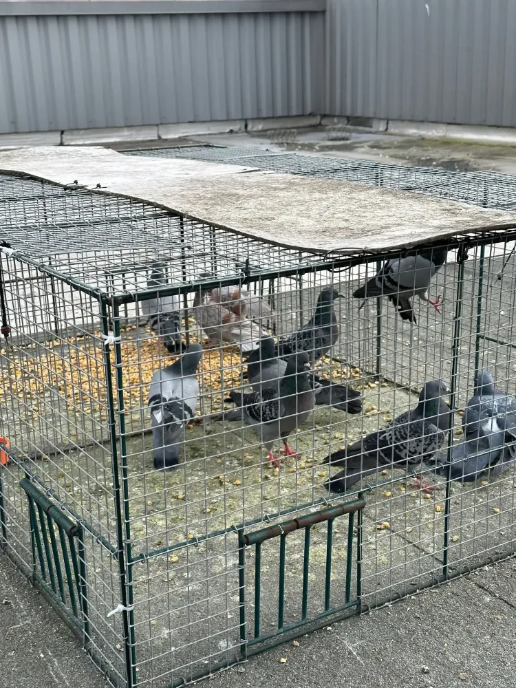 capture pigeon