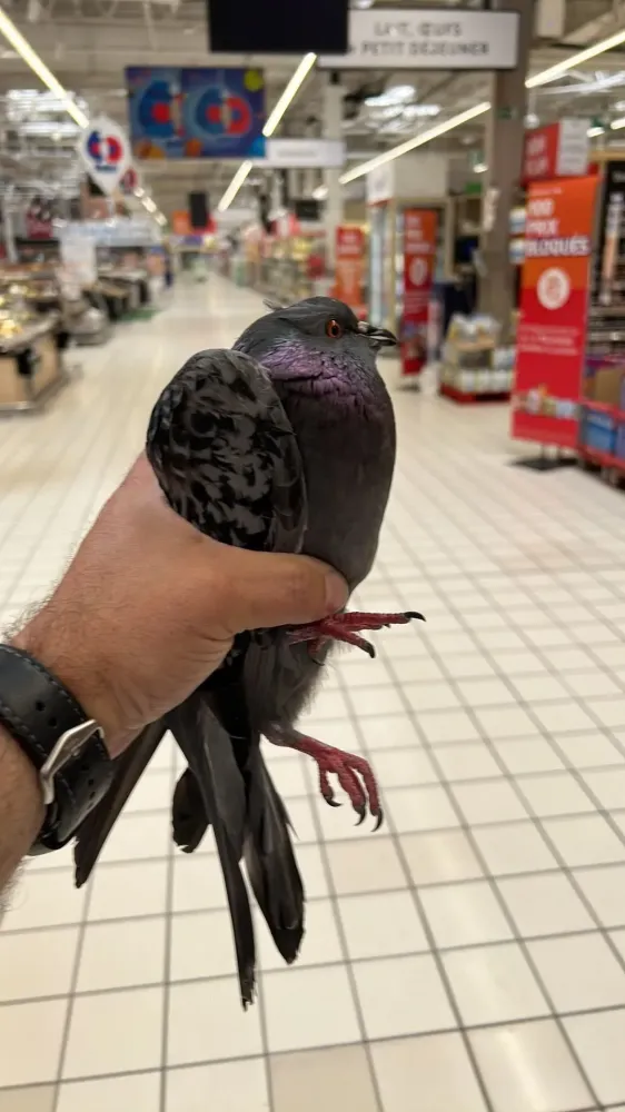 pigeon