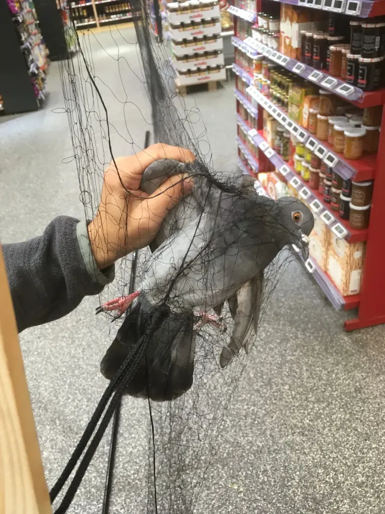 pigeon filet