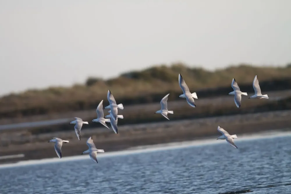 etude oiseau