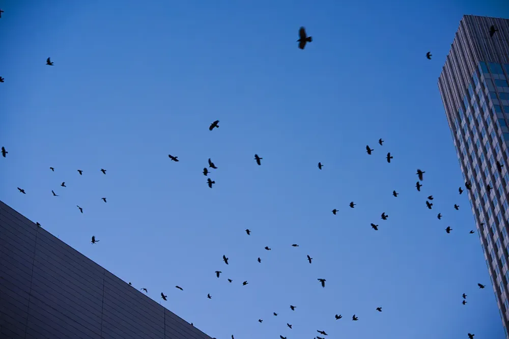 oiseaux ville