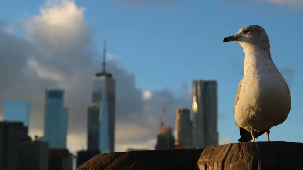 Effarouchement d'oiseaux toiture à Englebelmer