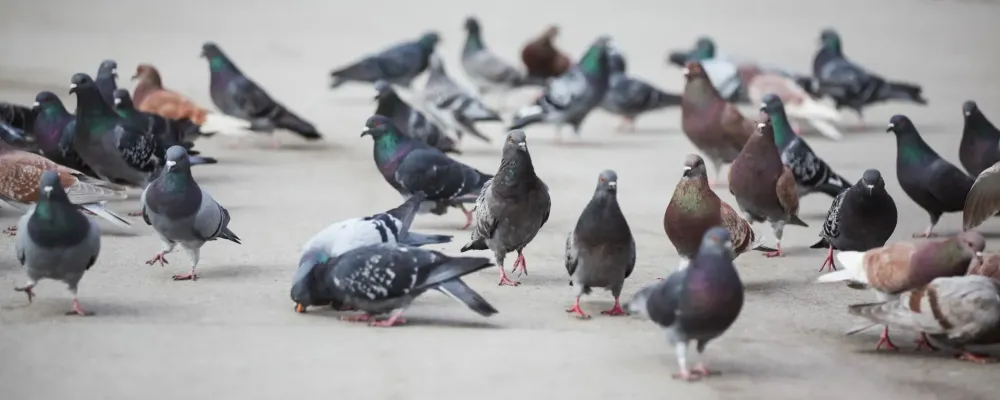 Dépigeonnage entrepôt logistique à Englebelmer
